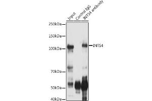 Immunoprecipitation analysis of 300 μg extracts of Jurkat cells using 3 μg INTS4 antibody .