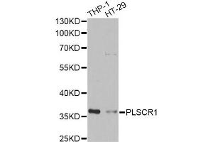 Western blot analysis of extracts of various cell lines, using PLSCR1 antibody (ABIN2564590) at 1:1000 dilution. (PLSCR1 antibody)