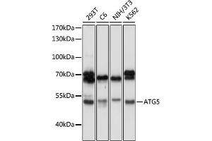 Western blot analysis of extracts of various cell lines, using  antibody (ABIN6131192, ABIN6137264, ABIN6137265 and ABIN6215207) at 1:1000 dilution. (ATG5 antibody  (AA 28-275))