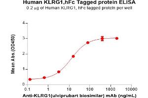Killer Cell Lectin-Like Receptor Subfamily G, Member 1 (KLRG1) protein (Fc Tag)