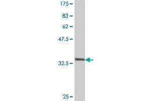 Western Blot detection against Immunogen (35. (GABARAPL2 antibody  (AA 31-117))