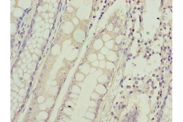 HIGD1B antibody  (AA 1-29)