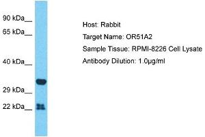 Host: Rabbit Target Name: OR51A2 Sample Type: RPMI-8226 Whole Cell lysates Antibody Dilution: 1. (OR51A2 antibody  (N-Term))