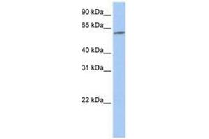 Image no. 1 for anti-Solute Carrier Family 22 (Organic Cation Transporter), Member 14 (SLC22A14) (AA 144-193) antibody (ABIN6740846) (SLC22A14 antibody  (AA 144-193))