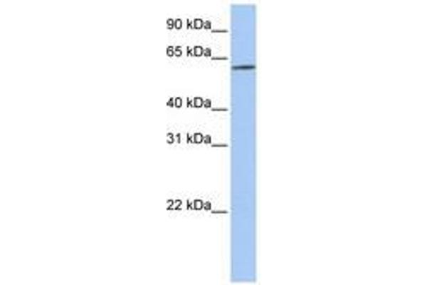 SLC22A14 Antikörper  (AA 144-193)