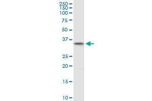 DPPA2 MaxPab polyclonal antibody. (DPPA2 antibody  (AA 1-298))