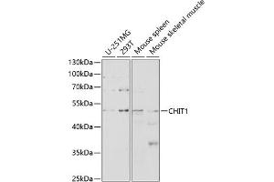 Western blot analysis of extracts of various cell lines, using CHIT1 antibody (ABIN3015832, ABIN3015833, ABIN3015834 and ABIN6219182) at 1:1000 dilution. (Chitotriosidase 1 antibody  (AA 217-466))
