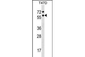 GTF2F1 Antibody (Center) (ABIN1537966 and ABIN2848833) western blot analysis in T47D cell line lysates (35 μg/lane). (GTF2F1 antibody  (AA 178-206))