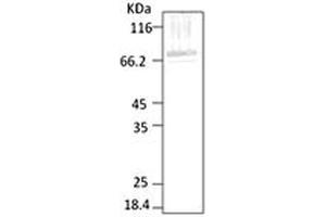 Western blot analysis of Parasite Lysates showing detection of HSP70 protein using Rabbit Anti-HSP70 Polyclonal Antibody . (HSP70 antibody  (AA 365-681) (Atto 594))