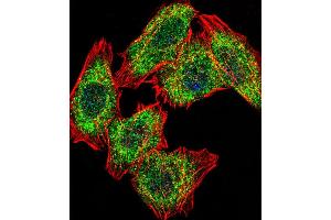 Immunofluorescence (IF) image for anti-Proliferation-Associated 2G4, 38kDa (PA2G4) (AA 228-255) antibody (ABIN6243193)