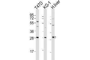 All lanes : Anti-HAVCR2 Antibody (Center) at 1:2000 dilution Lane 1: T47D whole cell lysates Lane 2: KG-1 whole cell lysates Lane 3: human liver lysates Lysates/proteins at 20 μg per lane.