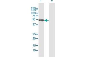 Western Blot analysis of NEUROD2 expression in transfected 293T cell line by NEUROD2 MaxPab polyclonal antibody. (NEUROD2 antibody  (AA 1-382))