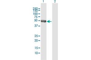 NEUROD2 antibody  (AA 1-382)