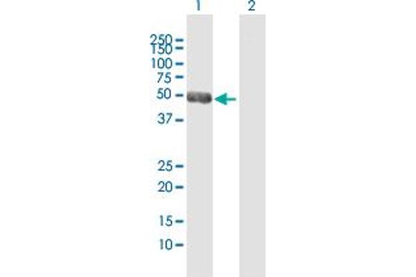 NEUROD2 抗体  (AA 1-382)