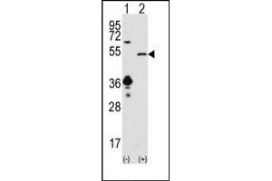 Image no. 1 for anti-Sirtuin 7 (SIRT7) (C-Term) antibody (ABIN358736) (SIRT7 antibody  (C-Term))