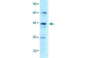 Western Blot analysis of HepG2 cell lysate with E2F4 polyclonal antibody  at 0.