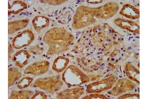 IHC image of ABIN7151580 diluted at 1:400 and staining in paraffin-embedded human kidney tissue performed on a Leica BondTM system.