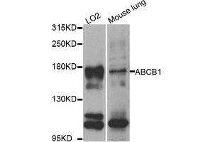 Western blot analysis of extracts of LO2 and mouse lung cell lines, using ABCB1 antibody.