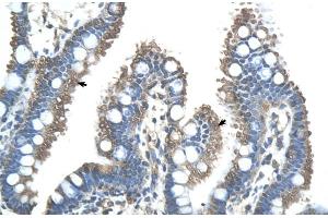 Human Intestine (RNF121 antibody  (N-Term))