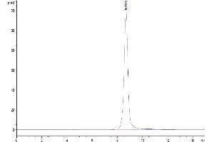 The purity of Biotinylated Human IL-2 R beta is greater than 95 % as determined by SEC-HPLC. (IL2 Receptor beta Protein (AA 27-239) (His-Avi Tag,Biotin))