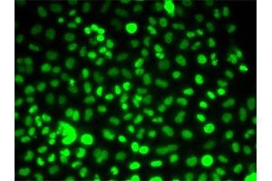Immunofluorescence (IF) image for anti-PRP3 Pre-mRNA Processing Factor 3 Homolog (PRPF3) antibody (ABIN1876670) (PRPF3 antibody)