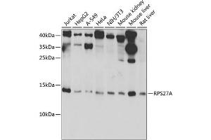 Western blot analysis of extracts of various cell lines, using RPS27A antibody (ABIN7270022) at 1:1000 dilution. (RPS27A antibody  (AA 1-156))