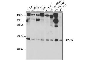 RPS27A 抗体  (AA 1-156)