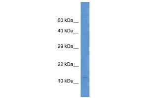 Western Blot showing PCBD2 antibody used at a concentration of 1. (PCBD2 antibody  (N-Term))
