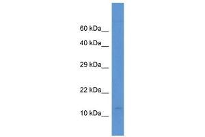 Western Blot showing PCBD2 antibody used at a concentration of 1. (PCBD2 antibody  (N-Term))