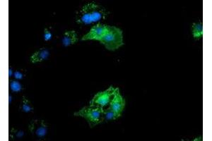 Anti-BIN3 mouse monoclonal antibody (ABIN2453898) immunofluorescent staining of COS7 cells transiently transfected by pCMV6-ENTRY BIN3 (RC203378). (BIN3 antibody)