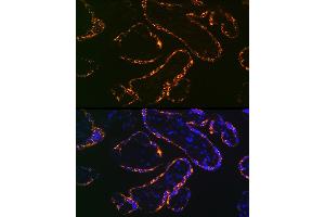 Immunofluorescence analysis of human placenta using Placental lactogen (CSH1) (CSH1) Rabbit mAb (ABIN7266353) at dilution of 1:100 (40x lens). (CSH1 antibody)
