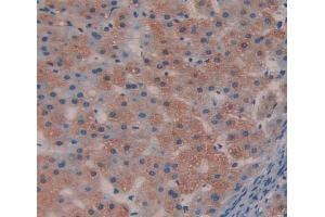 Figure. (ALDOB antibody  (AA 9-364))
