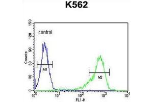 IGF2BP1 Antibody (C-term) flow cytometric analysis of K562 cells (right histogram) compared to a negative control cell (left histogram). (IGF2BP1 antibody  (C-Term))
