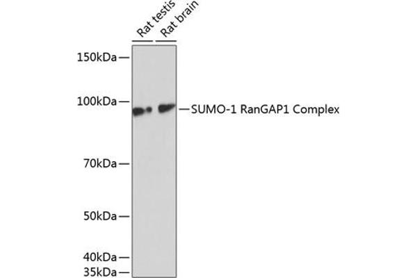 SUMO1 antibody