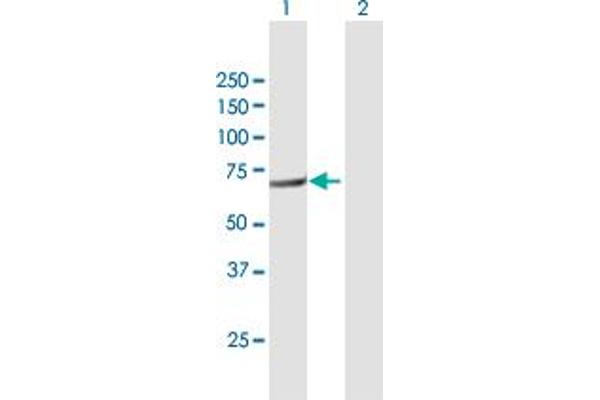 FERMT3 antibody  (AA 1-663)