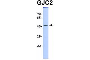 Host:  Rabbit  Target Name:  GJC2  Sample Type:  MCF7  Antibody Dilution:  1.