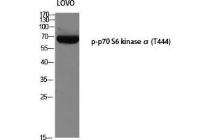 Western Blot (WB) analysis of LOVO using p-p70 S6 kinase alpha (T444) antibody. (RPS6KB1 antibody  (pThr444))