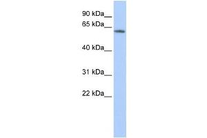 Western Blotting (WB) image for anti-Potassium Voltage-Gated Channel, Subfamily G, Member 4 (Kcng4) antibody (ABIN2458151)