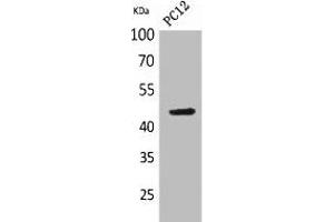 Western Blot analysis of PC-12 cells using NKp44 Polyclonal Antibody.