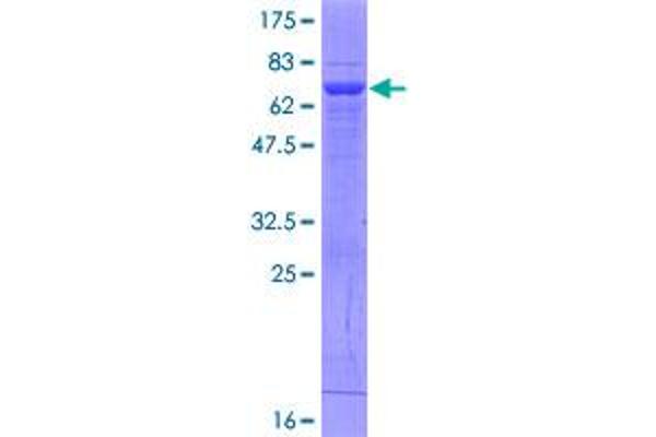 FBP2 Protein (AA 1-339) (GST tag)