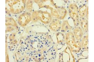 Immunohistochemistry of paraffin-embedded human kidney tissue using ABIN7158927 at dilution of 1:100 (MR1 antibody  (AA 150-253))
