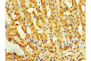 Immunohistochemistry of paraffin-embedded human adrenal gland tissue using ABIN7156235 at dilution of 1:100 (INHBA antibody  (AA 311-426))