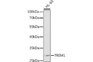 Western blot analysis of extracts of HL-60 cells, using TREM1 antibody (ABIN3020894, ABIN3020895, ABIN3020896 and ABIN6213780) at 1:1000 dilution. (TREM1 antibody  (AA 21-130))