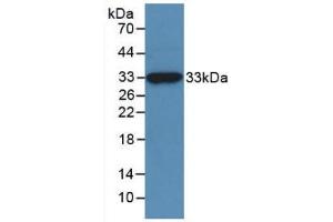 Western blot analysis of recombinant Human NAGase. (MGEA5 antibody  (AA 6-240))