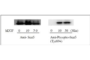 STAT5A ELISA Kit