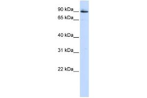 WB Suggested Anti-PCSK5 Antibody Titration:  0. (PCSK5 antibody  (Middle Region))