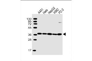 Lane 1: A431, Lane 2: HeLa, Lane 3: HepG2, Lane 4: K562, Lane 5: PC-3 cell lysate at 20 µg per lane, probed with bsm-51448M APEX1 (1518CT337. (APEX1 antibody)
