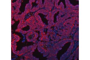 IF analysis of FADS1 using anti-FADS1 antibody (ABIN7599175). (FADS1 antibody  (AA 1-257))
