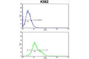 CROT Antibody (N-term) flow cytometric analysis of k562 cells (bottom histogram) compared to a negative control cell (top histogram).