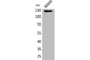 Western Blot analysis of AD293 cells using Arg Polyclonal Antibody. (ABL2 antibody  (Internal Region))